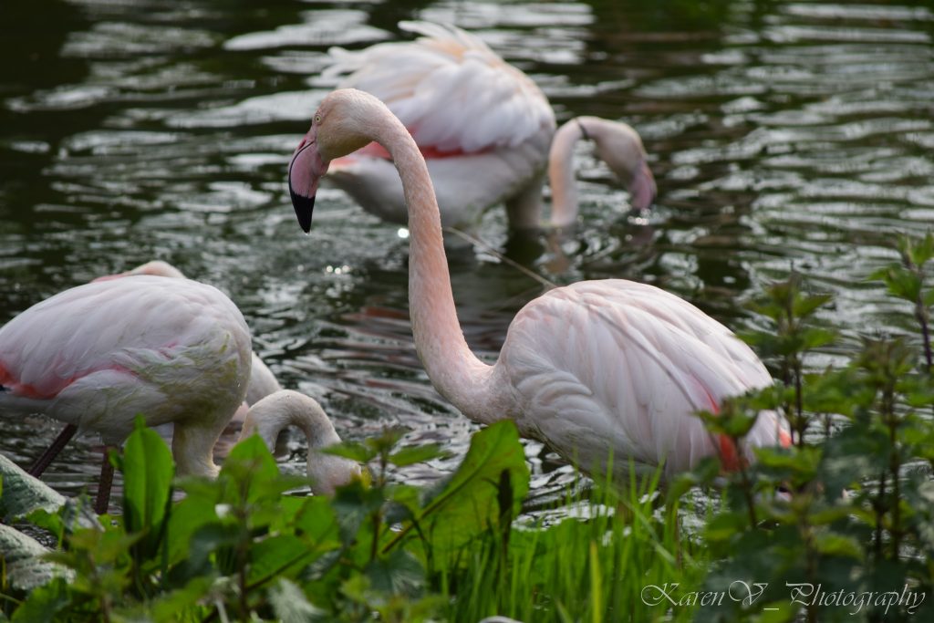 Flamingo
